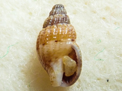 Amphissa versicolor