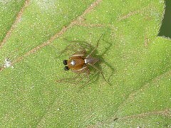 Oxyopes