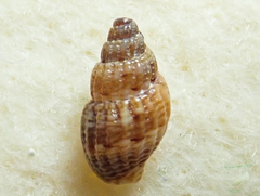 Amphissa versicolor