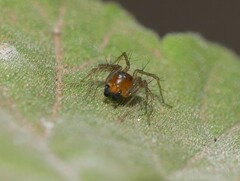 Oxyopes