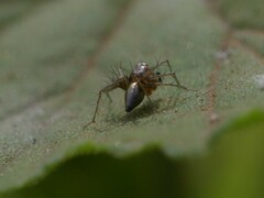 Oxyopes