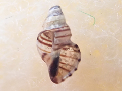 Ocinebrina