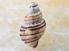 Ocinebrina