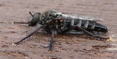 Brachyrhopalinae