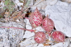 Astragalus limnocharis montii