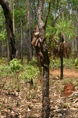 Chlamydosaurus kingii