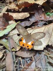 Pierella nereis