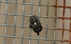 Eusphyrus