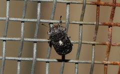 Eusphyrus