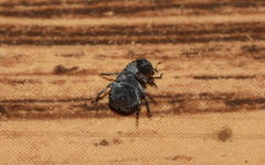 Eusphyrus