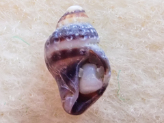 Ocinebrina