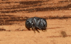 Eusphyrus