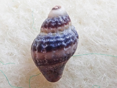 Ocinebrina
