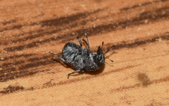 Eusphyrus