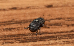 Eusphyrus