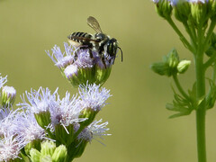 Megachile albitarsis
