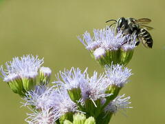 Megachile albitarsis