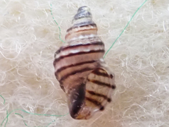 Ocinebrina