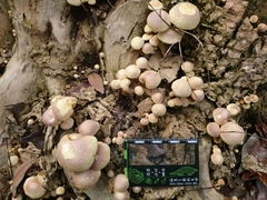 Gymnopilus purpuratus