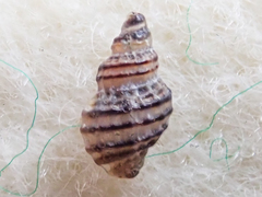 Ocinebrina
