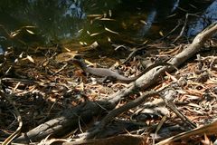 Varanus mertensi