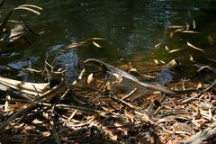 Varanus mertensi