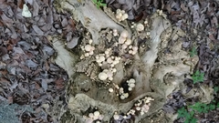Gymnopilus purpuratus