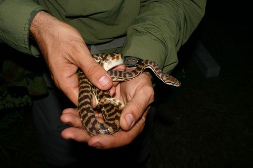 Children's Python sighting