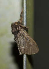 Dasychira grisefacta