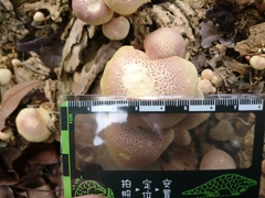 Gymnopilus purpuratus