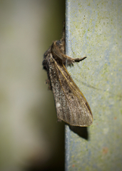 Dasychira grisefacta