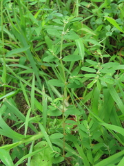 Euphorbia humistrata