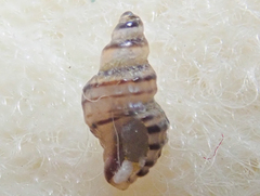 Ocinebrina