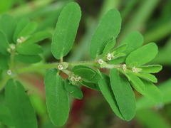 Euphorbia humistrata