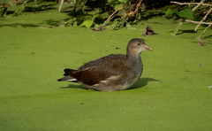 Gallinula chloropus