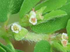 Euphorbia humistrata