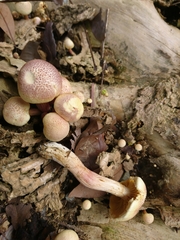 Gymnopilus purpuratus