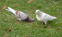 Columba livia domestica