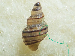 Ocinebrina