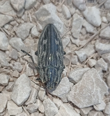 Chalcophora intermedia