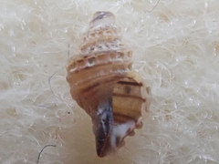 Ocinebrina