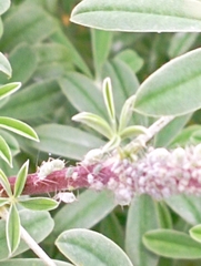 Macrosiphum albifrons