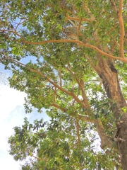 Calycophyllum spruceanum