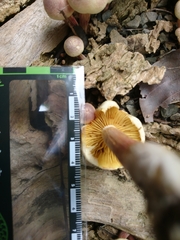 Gymnopilus purpuratus