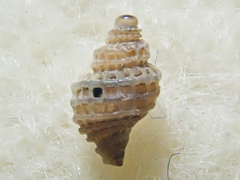 Ocinebrina