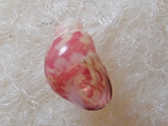 Eulithidium pulloides