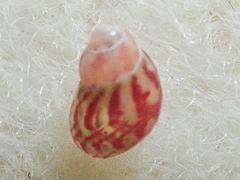 Eulithidium pulloides