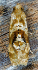 Gynnidomorpha romonana