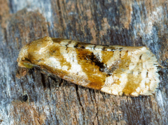 Gynnidomorpha romonana