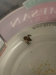 Xysticus texanus